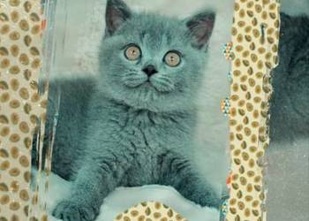 Kot brytyjski niebieski