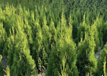 Tuje Szmaragd - 130-100 cm - Bardzo ładne