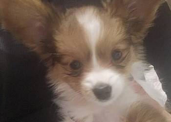 Papillon FCI/ZKWP Spaniel Kontynentalny Miniaturowy