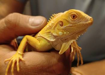 Legwan zielony Iguana, Red, blue, green, Albino, Red Albino, Hypo Red