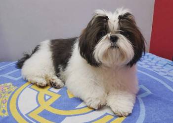 Shih tzu piesek