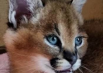 Karakale stepowe (Caracal caracal) - młode, piękne i oswojone kociaki Katowice