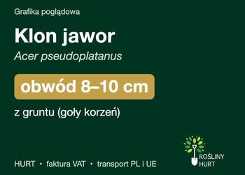 Klon jawor (Acer pseudoplatanus) obwód 8-10 cm, z gruntu – HURT