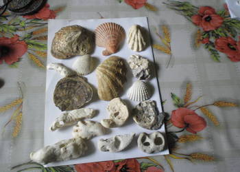 Skamieniałości-różne.