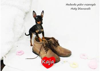 Pinczer miniaturowy (Ratlerek) Suczka KAJA z Rodowodem i Wyprawką