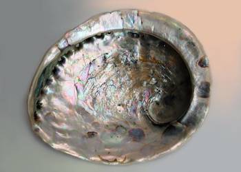 Naturalna muszla Abalone, Paua