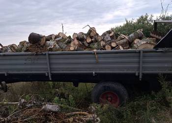 Rozrzutnik czarna bialostocka