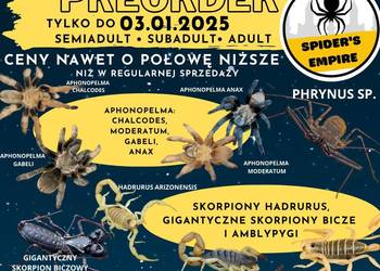 Aphonoplma chalcodes gabeli moderatum anax Ptasznik Skorpion