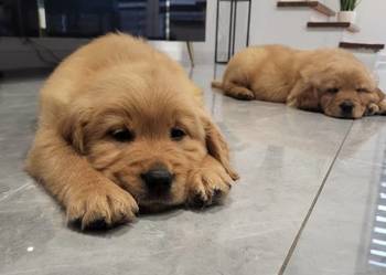 Zapowiedź miotu Golden Retriever ciemno złote