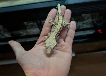 Gekon orzęsiony piękny samiec