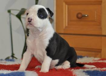 Amstaff ZKWP FCI śliczna suczka