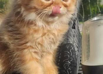 Koteczka perska ruda 3 miesieczns