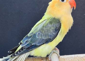 Nierozłączka fischer młoda do oswojenia jak I Dojrzała na lęgi nierozłączki