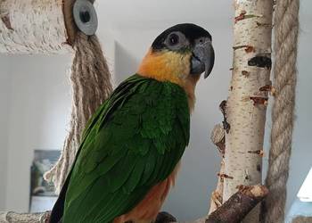 Barwinka ręcznie karmiona