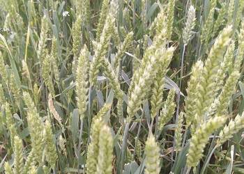 Pszenica jara Telimena