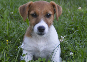 Jack Russell Terrier ZKwP