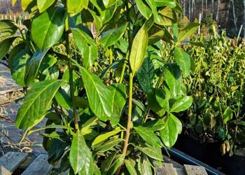 Laurowiśnia wschodnia 50-70 cm Donica 5 l Dostawa gratis!