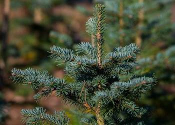 Jodła arizońska (Abies lasiocarpa) wys. 30-50 cm, donica 5 l
