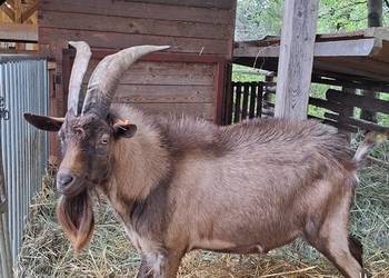 Kozioł / Cap Alpejski