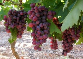 Winogrono bezpestkowe Reliance. Sadzonki winorośli. Winogrono bezpestkowe Reliance. Sadzonki winorośli.