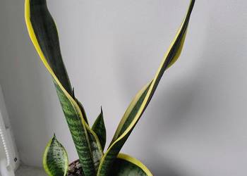 Piekna, zadbana sansevieria 42cm od podstawy doniczki