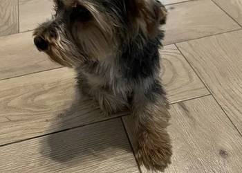 yorkshire terrier - pies