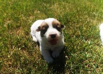 Jack Russell Terrier