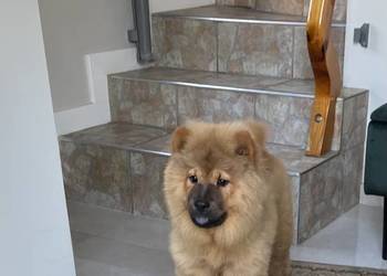 Uroczy misio Chow Chow - suczka sczeniak
