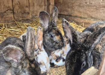 Rex trójbarwny samce