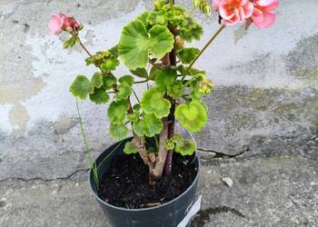 Pelargonia+ doniczka