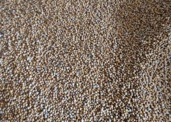 Gorczyca bardzo ładna Gorczyca bardzo ładna