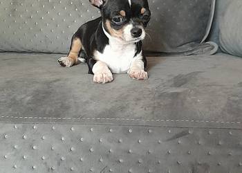 Sprzedam pieska chihuahua