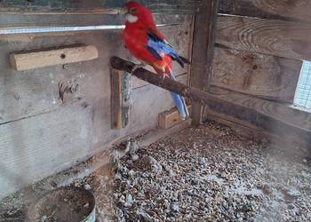 Samczyk rozelli białolicej