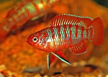 Badis bangalski RED SCARLET - Dario dario - WYSYŁKA