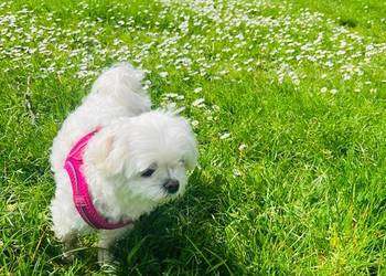 Maltańczyk mini suczka odbiór od 31-05-2026