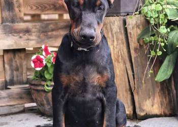Szczeniak dobermana chłopiec