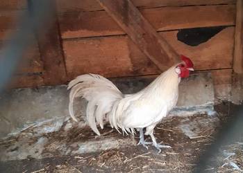 Kogut liliput biały