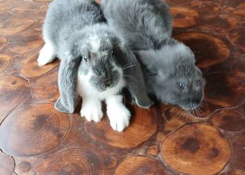 Króliki belgijskie,barany francuskie, srokacze niemieckie. 1