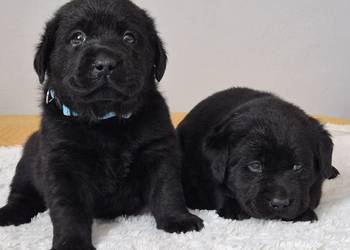 Labrador retriever czarny piesek