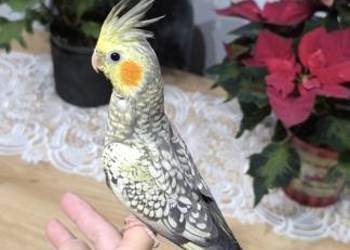 Nimfa ręcznie karmiona oswojona