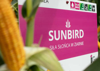 Materiał siewny kwalifikowany kukurydza IGP SUNBIRD FAO 240 Nowość