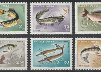 WĘGRY - RYBY DRAPIEŻNE - CZYSTE **