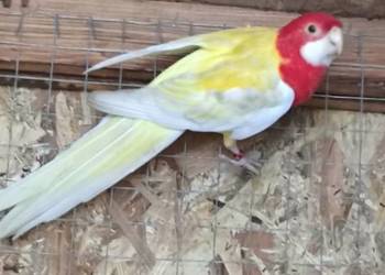 Rozelle Białolice Lutino