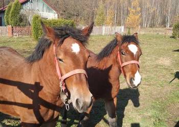 Sprzedam źrebicę i ogierka