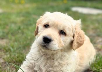Golden Retriever szczeniak