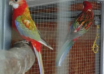 Rozelle białolice 2025 r