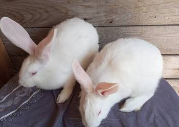 Termondzkie samce i samice