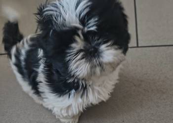 Szczeniak shihtzu