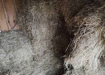 Sprzedam owies pszenicę siano słoma kostka lub duże baloty