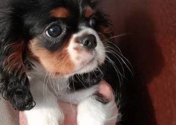 Cavalier King Charles Spaniel - suczka Tricolor